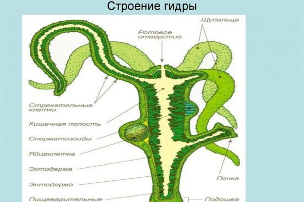 Что за приложение кракен