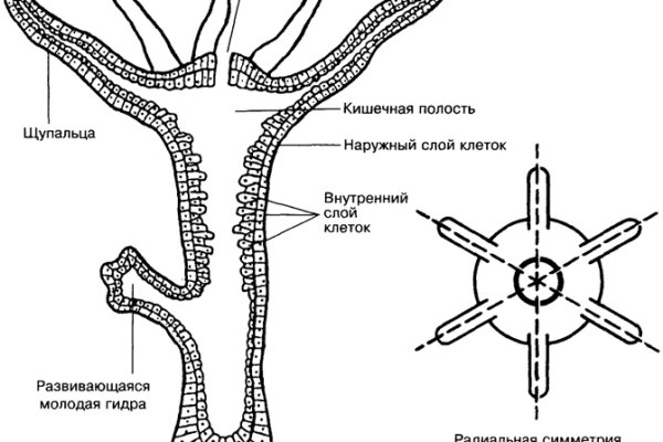 Рабочие ссылки на кракен 2025