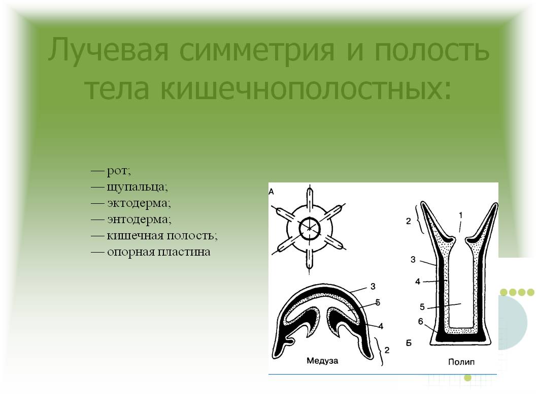 Kraken торговая площадка ссылка